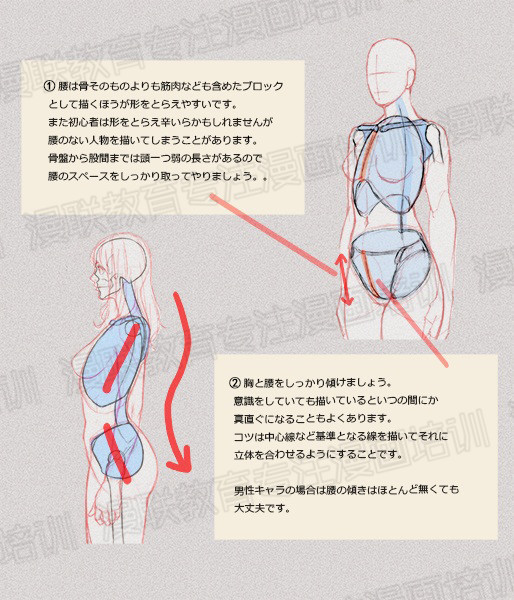 零基础学绘画教程！如何正确掌握绘画人体结构？