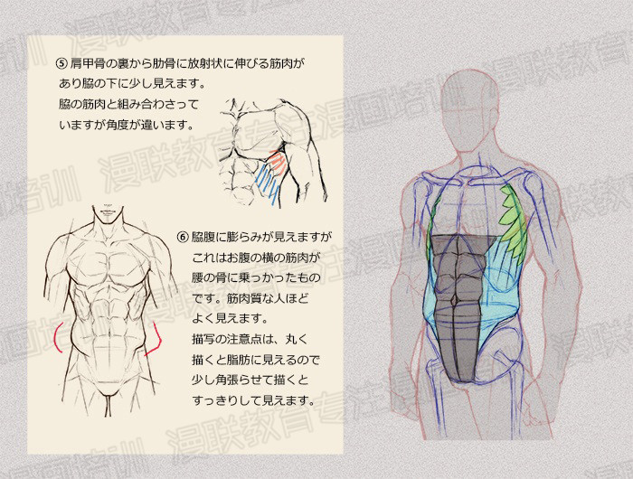 零基础学绘画教程！如何正确掌握绘画人体结构？