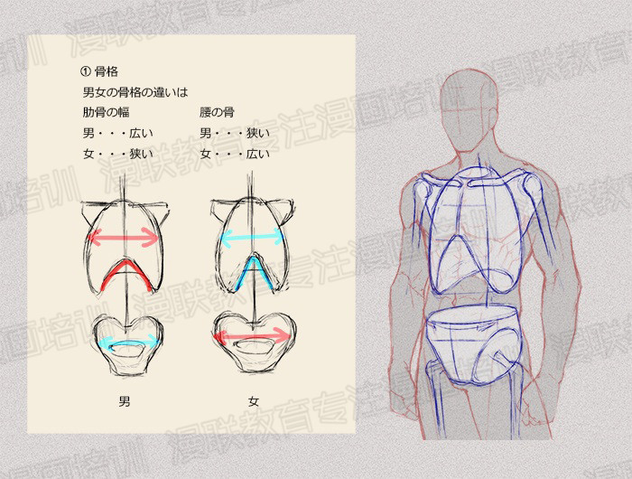 零基础学绘画教程！如何正确掌握绘画人体结构？