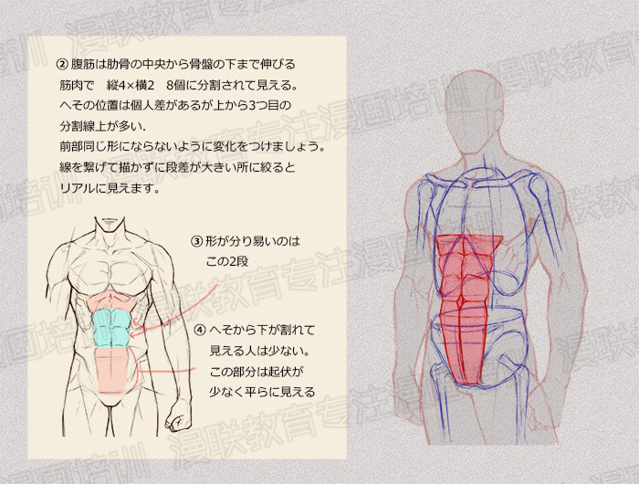 零基础学绘画教程！如何正确掌握绘画人体结构？