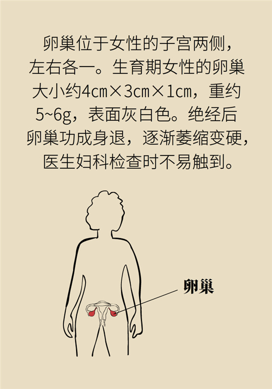 卵巢囊肿科普动漫：卵巢囊肿是肿瘤吗？要学会这样区分