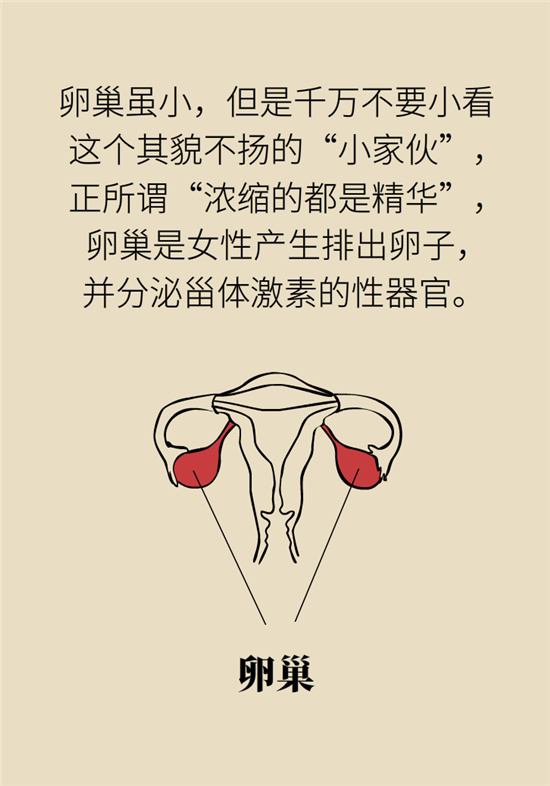 卵巢囊肿科普动漫：卵巢囊肿是肿瘤吗？要学会这样区分