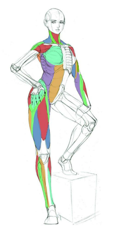 「动漫设计」人体绘画基础 part 02 认识肌肉（1）
