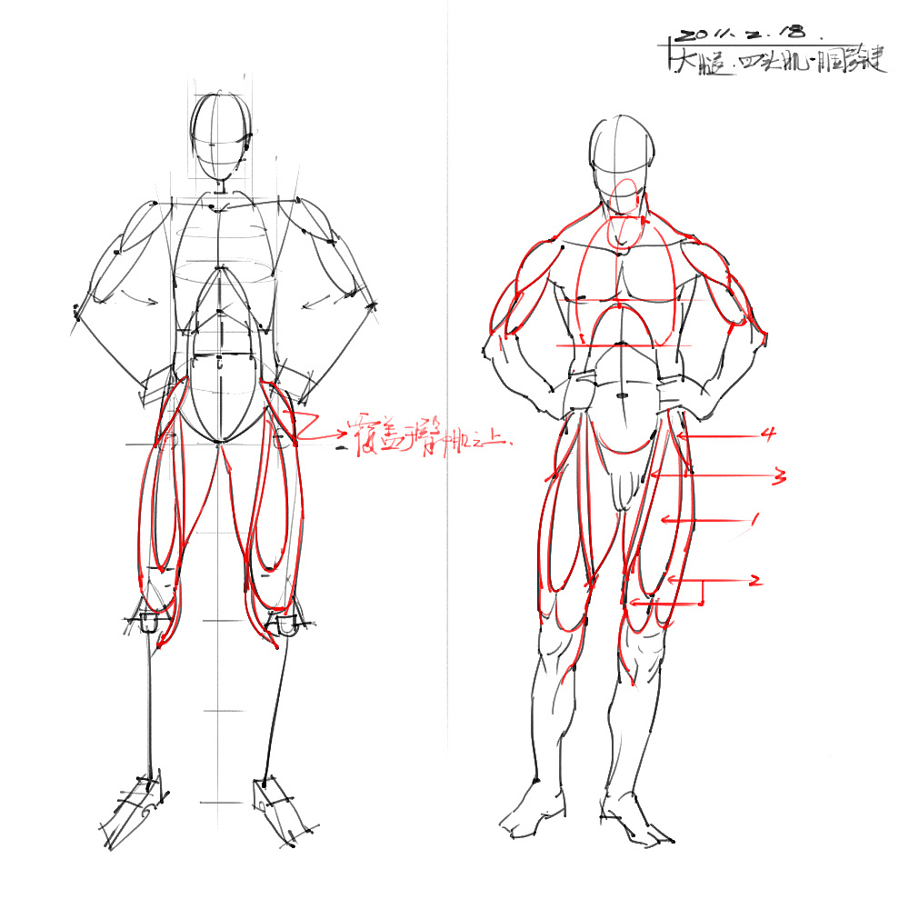 「动漫设计」分享一波绘画专用人体解剖素材 part 04 「动漫设计」分享一波绘画专用人体解剖素材 part 04