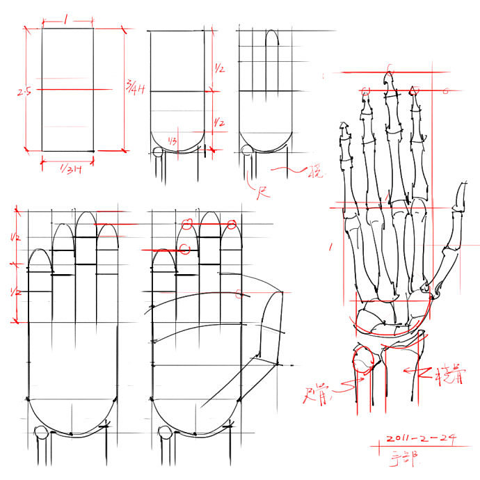 「动漫设计」分享一波绘画专用人体解剖素材 part 05