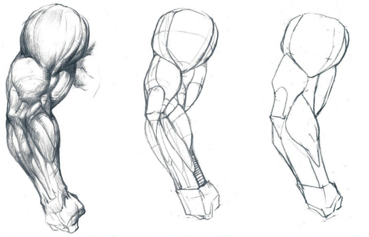 肌肉画法参考 - 优动漫 动漫创作支援平台
