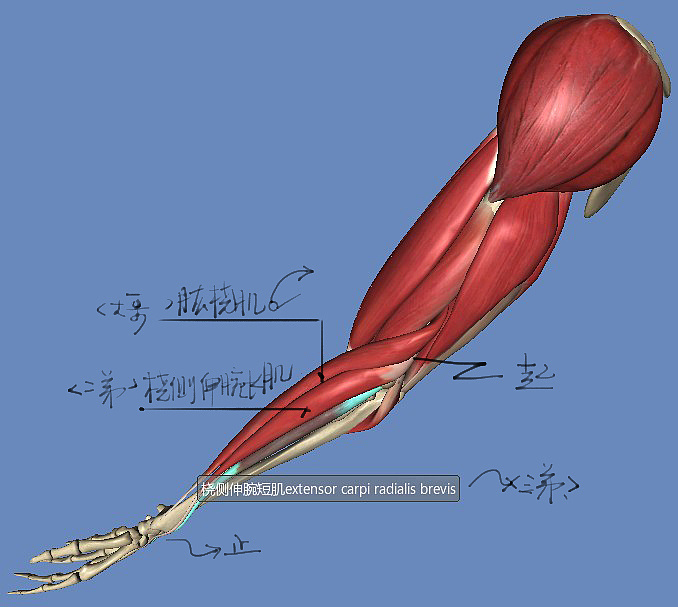 「动漫设计」分享一波绘画专用人体解剖素材 part 07 「动漫设计」分享一波绘画专用人体解剖素材 part 07