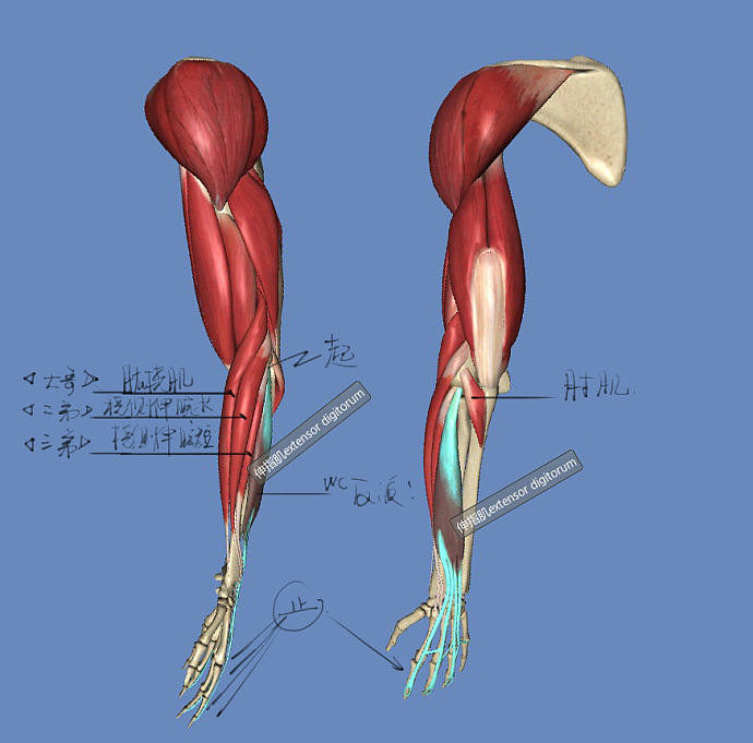 「动漫设计」分享一波绘画专用人体解剖素材 part 07 「动漫设计」分享一波绘画专用人体解剖素材 part 07
