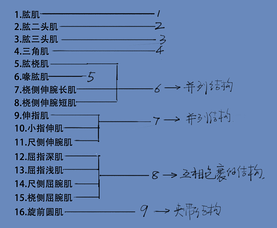「动漫设计」分享一波绘画专用人体解剖素材 part 07 「动漫设计」分享一波绘画专用人体解剖素材 part 07