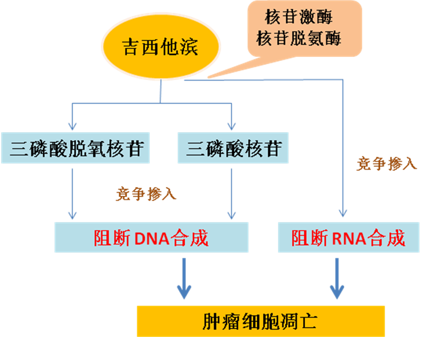 同样的药，为什么对他有效却对你没效果，可能得问肠道菌群