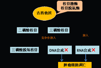 同样的药，为什么对他有效却对你没效果，可能得问肠道菌群