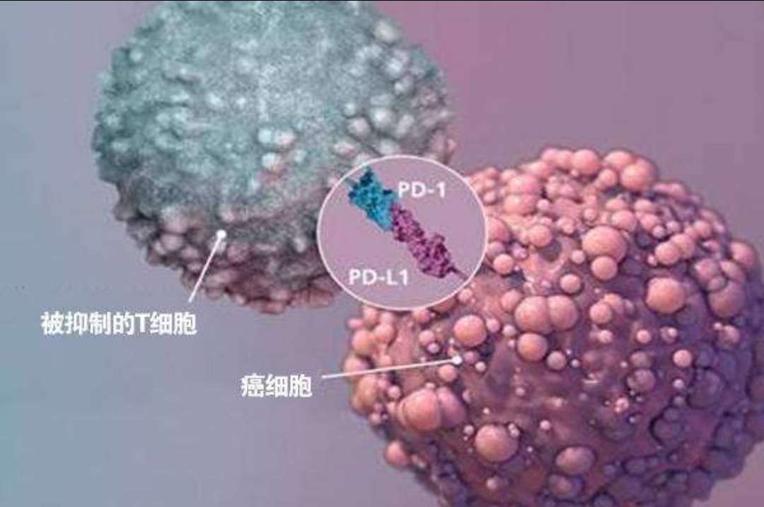 同样的药,为什么对他有效却对你没效果,可能得问肠道菌群 同样的药,为什么对他有效却对你没效果,可能得问肠道菌群