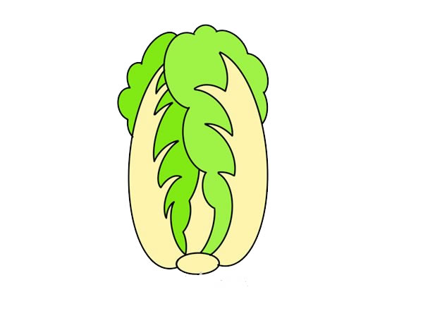 大白菜怎么画?大白菜手绘的画法步骤教程 大白菜怎么画简单漂亮 大白菜简笔画步骤图解教程