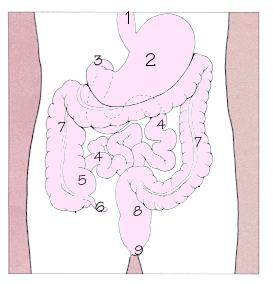 消化道示意图,1.食道 2.胃 3.十二指肠 4.小肠 5.盲肠 6.阑尾 7.大肠 8.直肠 9.肛门 消化道示意图,1.食道 2.胃 3.十二指肠 4.小肠 5.盲肠 6.阑尾 7.大肠 8.直肠 9.肛门