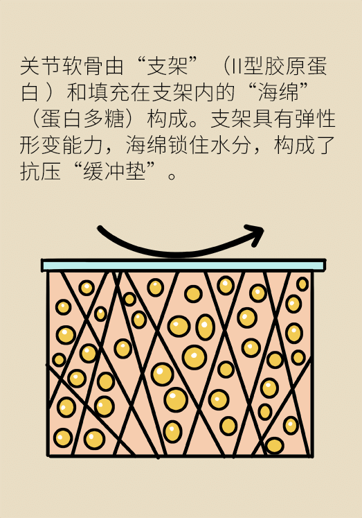 人老关节也会老吗？
