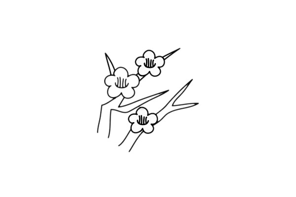 梅花 梅花简笔画图片