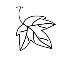 葡萄 葡萄简笔画图片