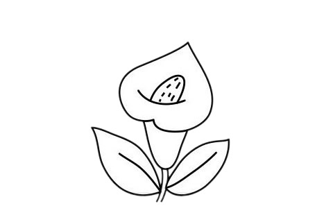 马蹄莲 马蹄莲简笔画图片