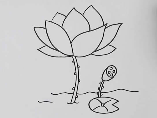 荷花怎么画? 荷花怎么画简笔画简单又漂亮