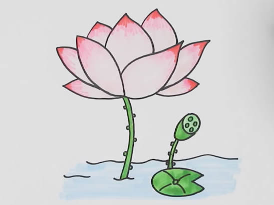 荷花怎么画? 荷花怎么画简笔画简单又漂亮