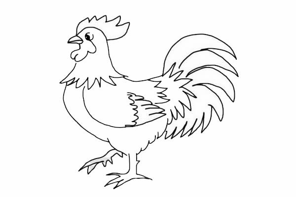 公鸡简笔画-大公鸡简笔画怎么画简单好画