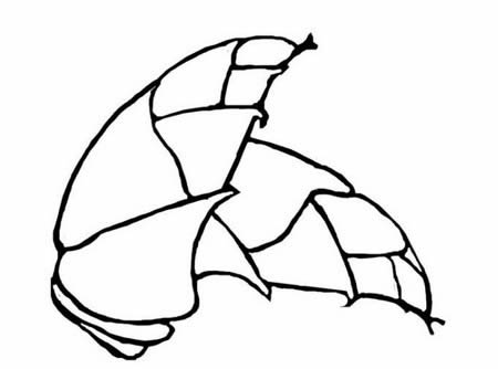 蔬菜简笔画图片大全简单又漂亮-蔬菜简笔画