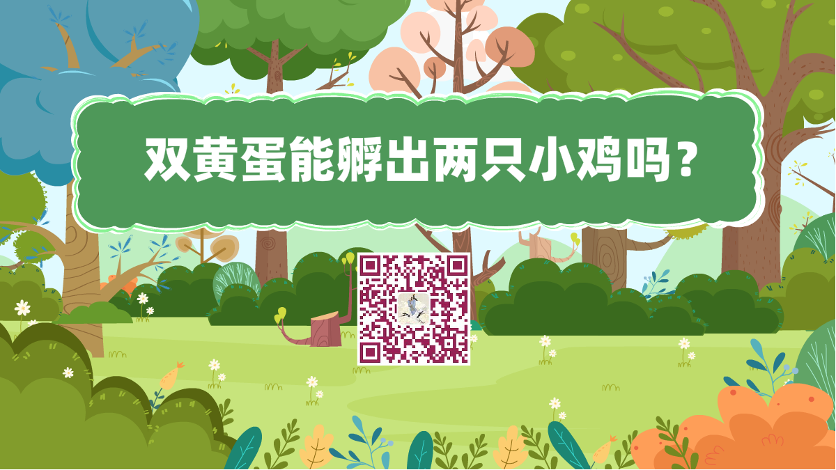 十万个为什么标题(双黄蛋能孵出两只小鸡吗?)1200.png 十万个为什么标题(双黄蛋能孵出两只小鸡吗?)1200.png