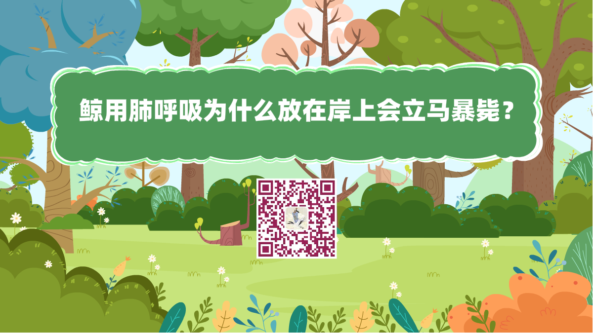 十万个为什么标题(鲸用肺呼吸为什么放在岸上会立马暴毙)1200.png 十万个为什么标题(鲸用肺呼吸为什么放在岸上会立马暴毙)1200.png