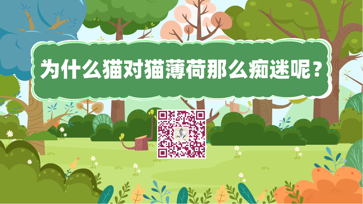 十万个为什么标题(让猫痴迷的猫薄荷到底是何方神圣)1200.png 十万个为什么标题(让猫痴迷的猫薄荷到底是何方神圣)1200.png