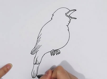 夜莺简笔画怎么画彩色步骤图