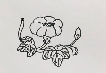 牵牛花