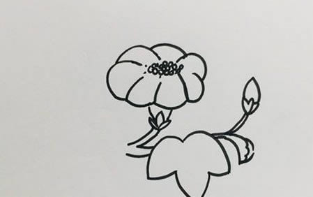 牵牛花