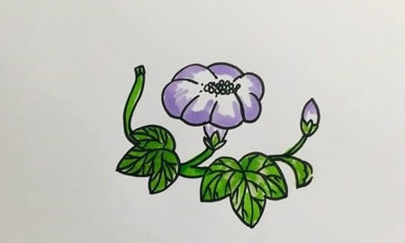 牵牛花