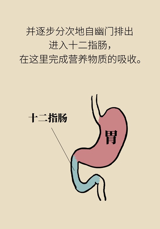 胃科普动画