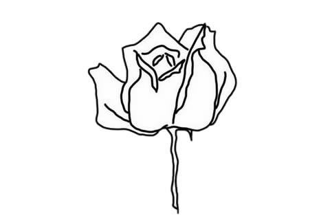 玫瑰花简笔画简单又漂亮
