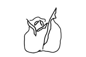 玫瑰花简笔画怎么画简单又漂亮 彩色画法