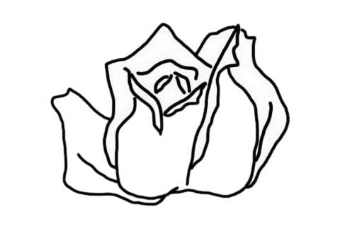 玫瑰花简笔画简单又漂亮
