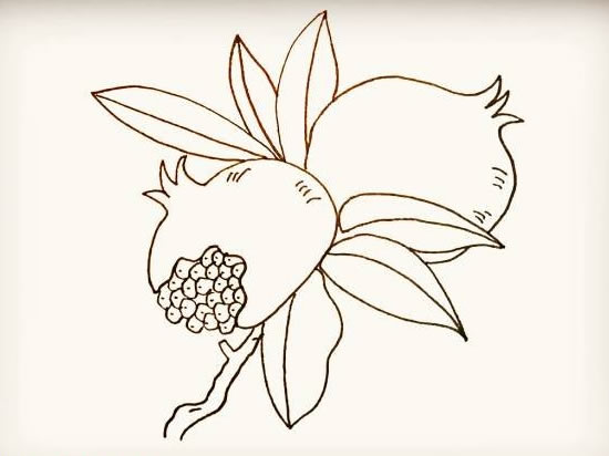 石榴简笔画简单画法步骤图片大全