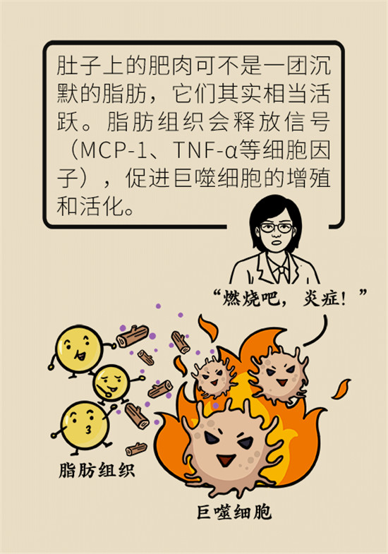 减肥医学科普动漫制作