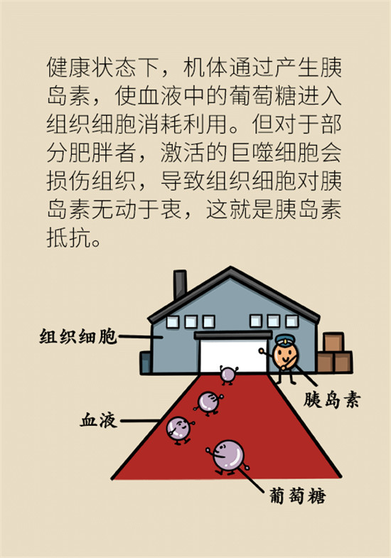 减肥医学科普动漫制作
