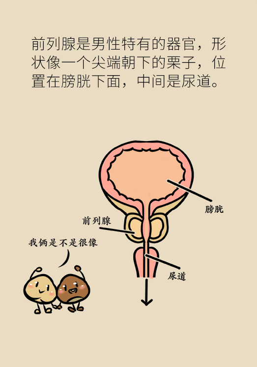 前列腺医学知识科普