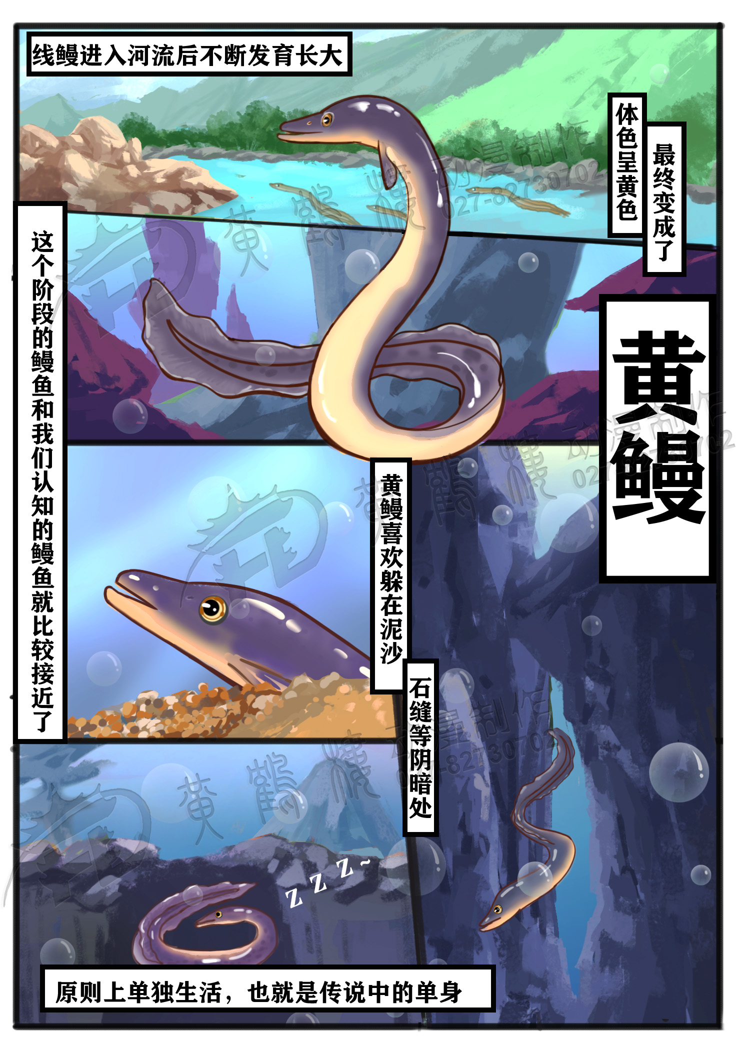鳗线期(Elver).jpg 鳗线期(Elver).jpg