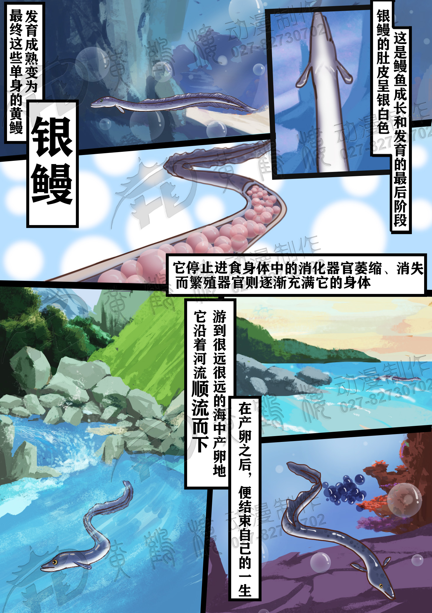 黄鳗期(Yellow eel).jpg 黄鳗期(Yellow eel).jpg