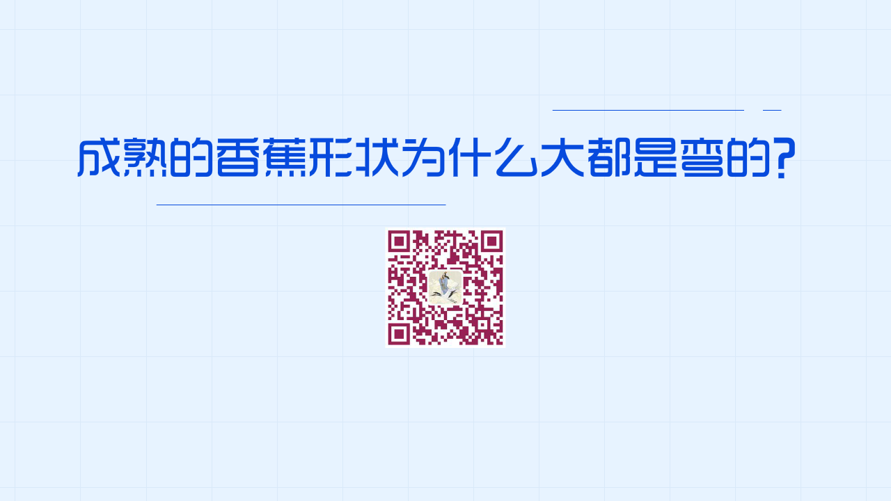 成熟的香蕉形状为什么大都是弯的?1200.png 成熟的香蕉形状为什么大都是弯的?1200.png