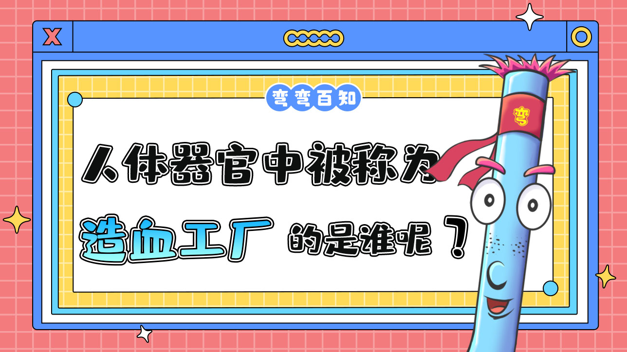 人体器官被称为“造血工厂”的是谁呢？.jpg