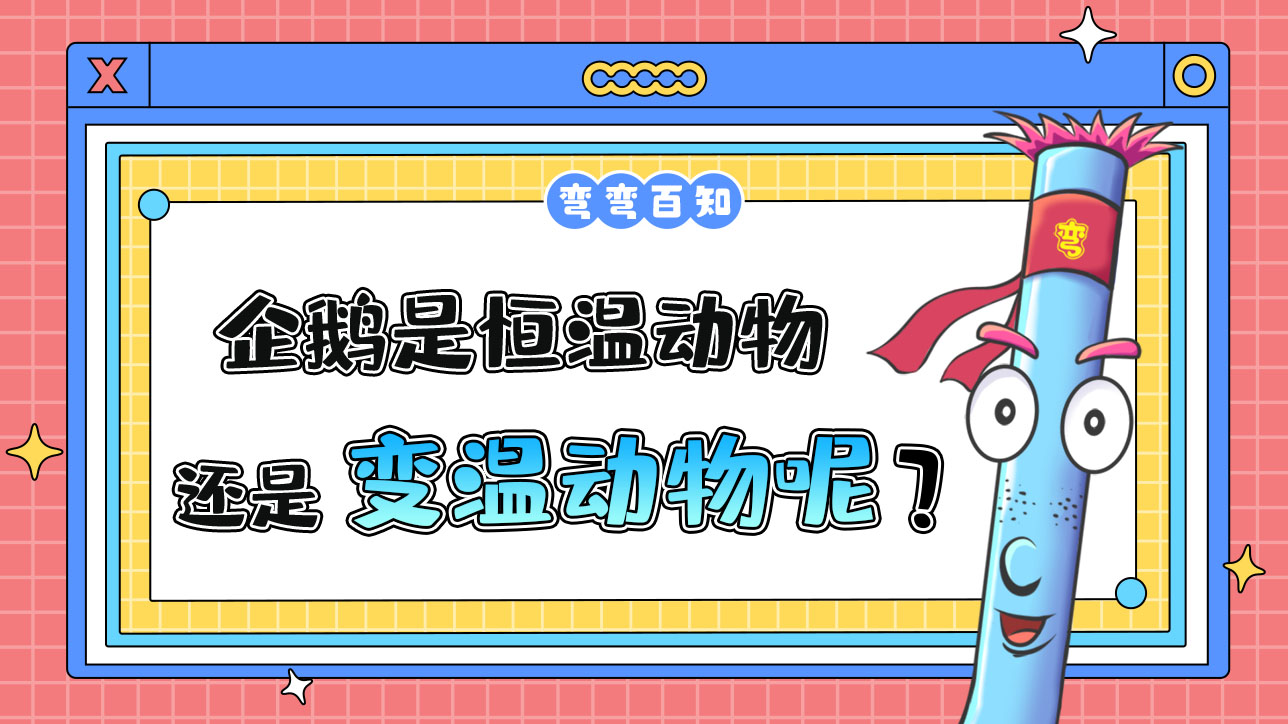 企鹅是恒温动物还是变温动物？.jpg