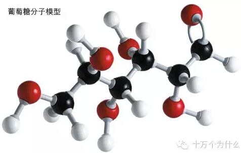 为什么说葡萄糖是人体内最重要的能量来源