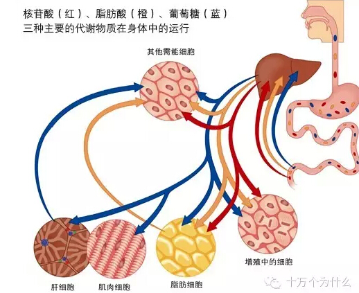 为什么说葡萄糖是人体内最重要的能量来源