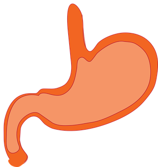 stomach-310730__340.png