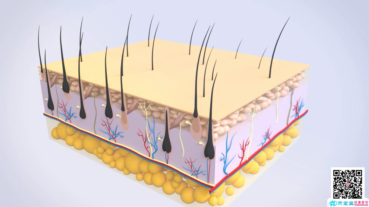 医学动画制作毛囊